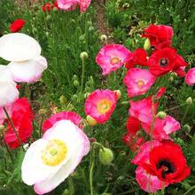 9800 Pieces Of Cornflower Seeds - Glowing Red Wildflower For Meadows, Edges & Pollinator Gardens - Non-GMO, Easy To Plant - Ideal For Spring Sowing - Attracts Bees & Butterflies - 9800 - View 3