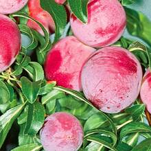 10 Wild Plum Tree Fruit Seeds For Outdoor Planting - Perennial Native Prunus Non-GMO Fruit Tree Seeds