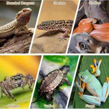 1PC Cork Bark Background, Natural Climbing Accessories For Reptiles Turtle Spider, Bring Nature To Your Pet