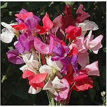 50pcs Sweet Potato Flowers - Dazzling Colors And Very Sweet - Decorative Annual Flowers For Garden Or Container - 50件 - 查看 1