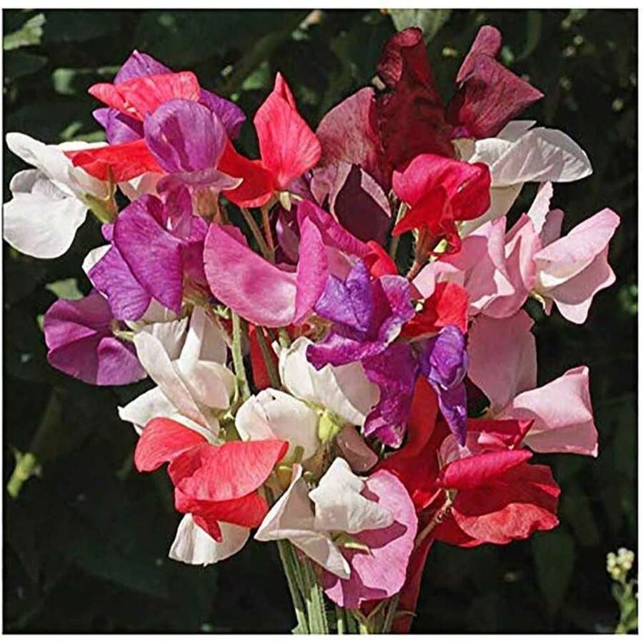 50pcs Sweet Potato Flowers - Dazzling Colors And Very Sweet - Decorative Annual Flowers For Garden Or Container - 50件 - 查看 1