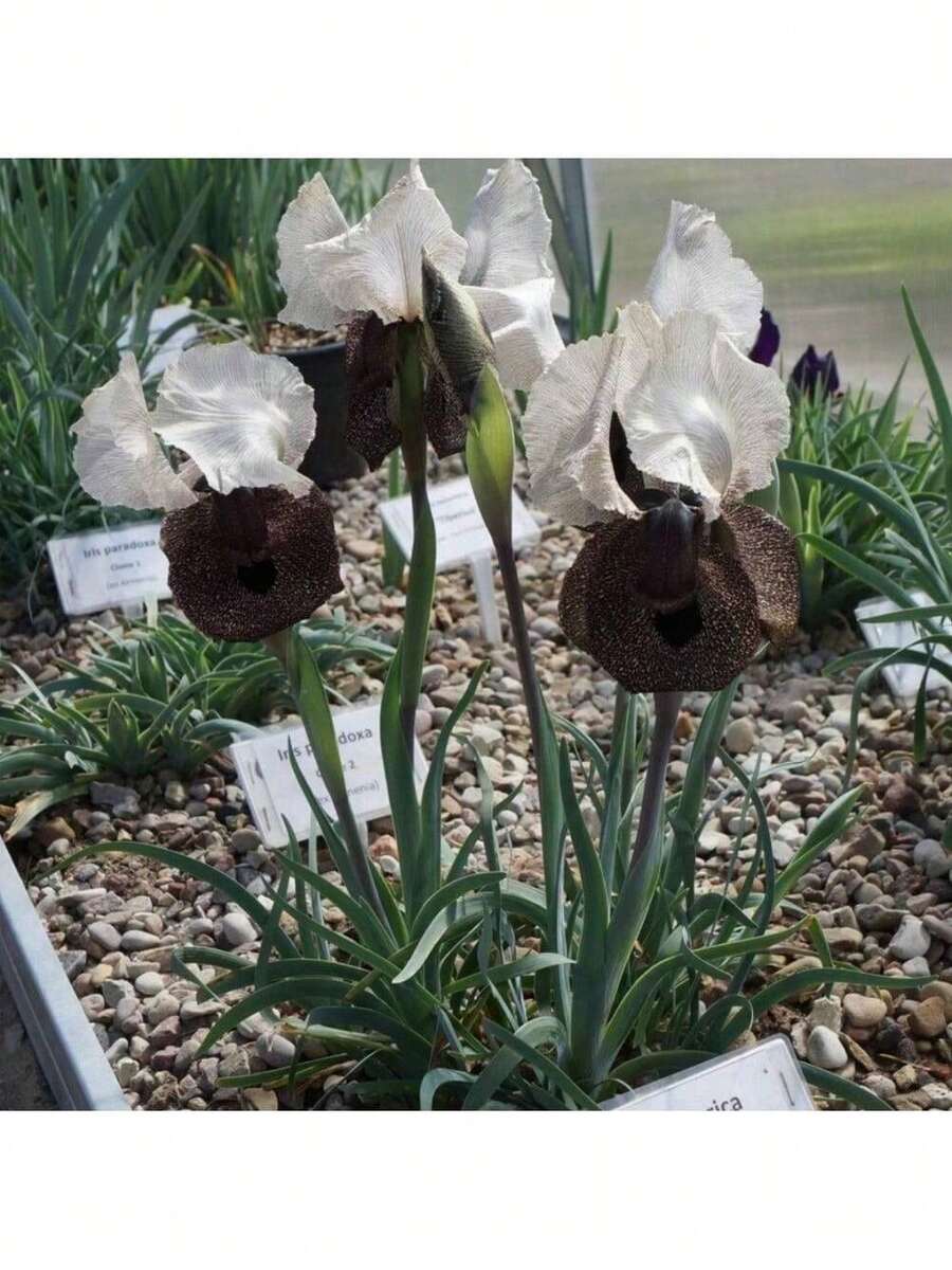 Imported Iris Bulbs Seeds Perennial German Iris Seedlings Drought And Cold Resistant Balcony Potted Garden Ground Flowers - 100粒種子 - 查看 1
