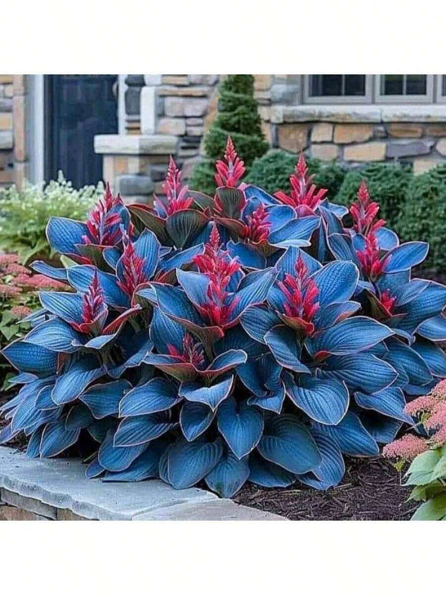 100 semillas de Coleus azul - Semillas de plantas de jardín perennes para cultivar flores, bonsái, plantas de interior. Resistente al frío y apta para todas las estaciones. Ideal para jardines DIY, jardines domésticos, macetas y patios. Un regalo de jardinería ideal. - 100 semillas - Ver 1