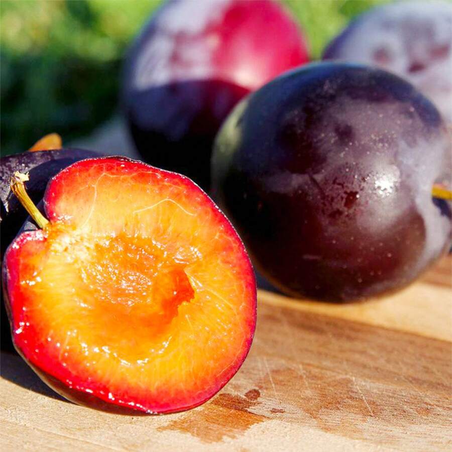 10 Wild Plum Tree Fruit Seeds For Outdoor Planting - Perennial Native Prunus Non-GMO Fruit Tree Seeds
