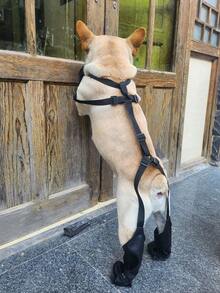 防水狗户外鞋（不适合柯基犬）防脏防滑可调节带子狗靴，四季通用宠物脚套，柔软底部，不易脱落，保持爪子清洁，适合泰迪、博美犬、斗牛犬、贵宾犬等小型、中型和大型犬。