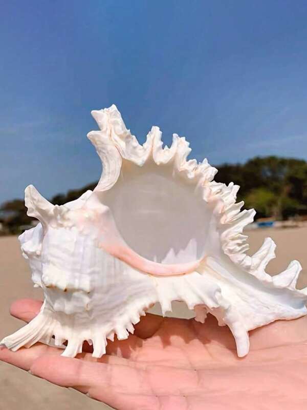 Coquille de mille mains naturelle d'escargot, ornements décoratifs de coquille de conque de maison, coquille d'hermite pour aquarium, artisanat créatif de collection, décorations de maison, ornements décoratifs de chambre à coucher