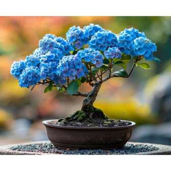 Jeune plant de bonsaï d'hortensia bleu - semis bien enraciné d'un an