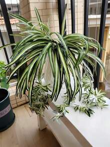 3 件/1 件吊兰假植物人造悬挂植物仿真常春藤植物绿叶人造吊兰丝绸吊兰适用于家庭房间办公室墙壁婚礼装饰，塑料植物吊兰适用于室内外花瓶装饰 DIY 花束厨房和餐厅装饰，假绿叶适用于母亲节节日生日礼物毕业春夏花园庭院装饰 - 彩色 - 查看 5