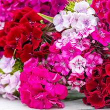 talla grande de 5000 semillas de Gloria de la mañana - Flores coloridas adornan los jardines brillantes - 5000 - Ver 3