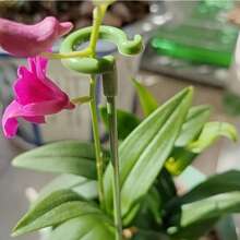 10pcs Flower/Gardening Plant Support Stick, Potted Phalaenopsis Succulent Plant Orchid Support Stake, Reusable Garden Fixing Tool For Potted Plants, Flower Support, Beans, Potted Tomato Fixing, Vegetable Gardening Tools