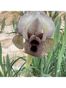 Imported Iris Bulbs Seeds Perennial German Iris Seedlings Drought And Cold Resistant Balcony Potted Garden Ground Flowers - 100粒種子 - 查看 5