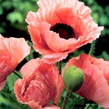 9800 Pieces Of Cornflower Seeds - Glowing Red Wildflower For Meadows, Edges & Pollinator Gardens - Non-GMO, Easy To Plant - Ideal For Spring Sowing - Attracts Bees & Butterflies - 9800 - View 2