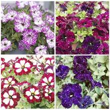 500+ Night Sky Petunia Seeds - Heirloom Rare Dwarf Wave Petunia Seeds For Hanging Chairs Non-GMO - 500 - 查看 3