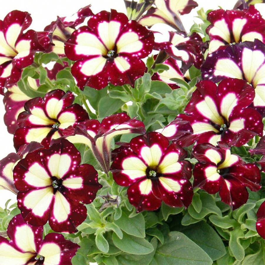 500+ Night Sky Petunia Seeds - Heirloom Rare Dwarf Wave Petunia Seeds For Hanging Chairs Non-GMO - 500 - 查看 1