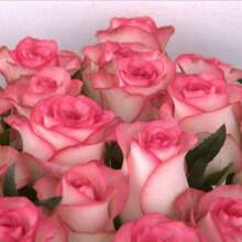 Flower Seeds - 136 - View 4