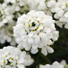 5000pcs Iberis Seeds - Unleash A Carpet Of Delicate, Fragrant Blooms In Your Garden, Adding A Touch Of Elegance All Season Long