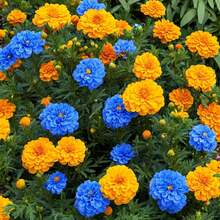 380 Semillas de Caléndula Mixtas para Plantar - Semillas de Caléndula Africana Caléndula Francesa No Transgénica Flor de Jardín Herencia para Plantar Flores Anuales de Polinización Abierta---Cada Paquete con Etiqueta de Nombre de Producto - 380 piezas - Ver 4