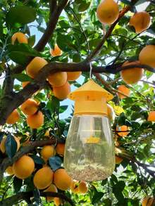 1pc Fruit Fly Trap, Reusable And Hanging Design For Kitchen And Orchard Pest Control,No Electricity Required,Plastic,Perfect For Garden And Home Use,15cm Yellow Large Fly Sticker Fly Killing Bottle, Fly Trapping Bottle, Fly Trap, Fly Trap, Fruit Fly Trap, Insect Trap, Fruit Fly Lure(Does Not Contain Attractants)