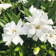 200 Pieces Of Fragrant Gardenia Jasminoides Seeds, White Flowers, Winter Hardy Evergreen Shrubs For Garden & Home