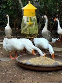 1pc Fruit Fly Trap, Reusable And Hanging Design For Kitchen And Orchard Pest Control,No Electricity Required,Plastic,Perfect For Garden And Home Use,15cm Yellow Large Fly Sticker Fly Killing Bottle, Fly Trapping Bottle, Fly Trap, Fly Trap, Fruit Fly Trap, Insect Trap, Fruit Fly Lure(Does Not Contain Attractants)