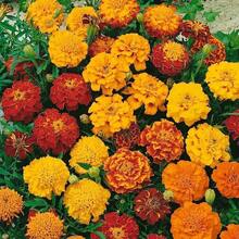 380 Semillas de Caléndula Mixtas para Plantar - Semillas de Caléndula Africana Caléndula Francesa No Transgénica Flor de Jardín Herencia para Plantar Flores Anuales de Polinización Abierta---Cada Paquete con Etiqueta de Nombre de Producto - 380 piezas - Ver 2