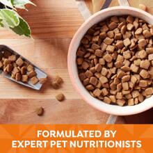 Nature's Recipe Grain Free Chicken, Sweet Potato &Amp; Pumpkin Recipe Dry Dog Food, 24 Lb. Bag