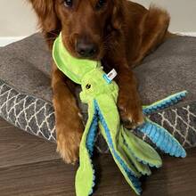Billy The Squid Dog Toy - Green - Green - View 10