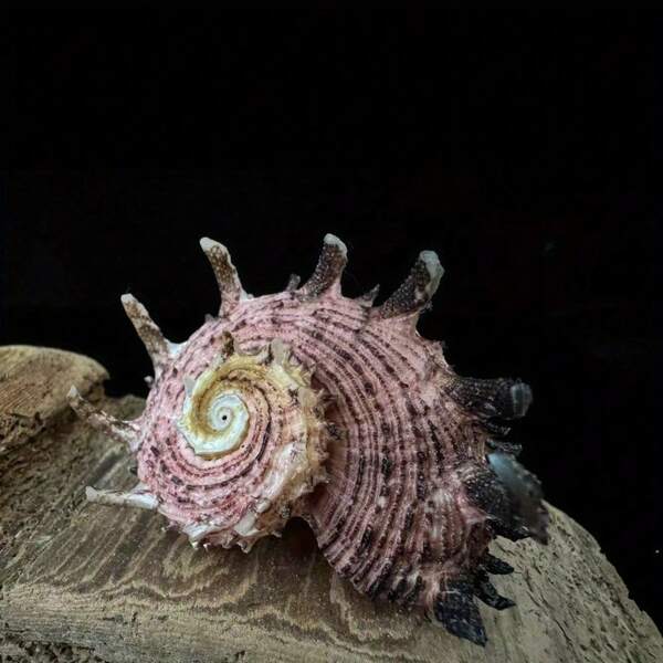 2 spiralne muszle morskie – seria Linnaeus Marine, dekoracja akwarium, dekoracja ścienna do pokoju, ręcznie robione ozdoby morskie, ozdoby z muszelek, dekoracje morskie, dekoracje na imprezę o tematyce oceanicznej, rekwizyty do zdjęć z oceanem