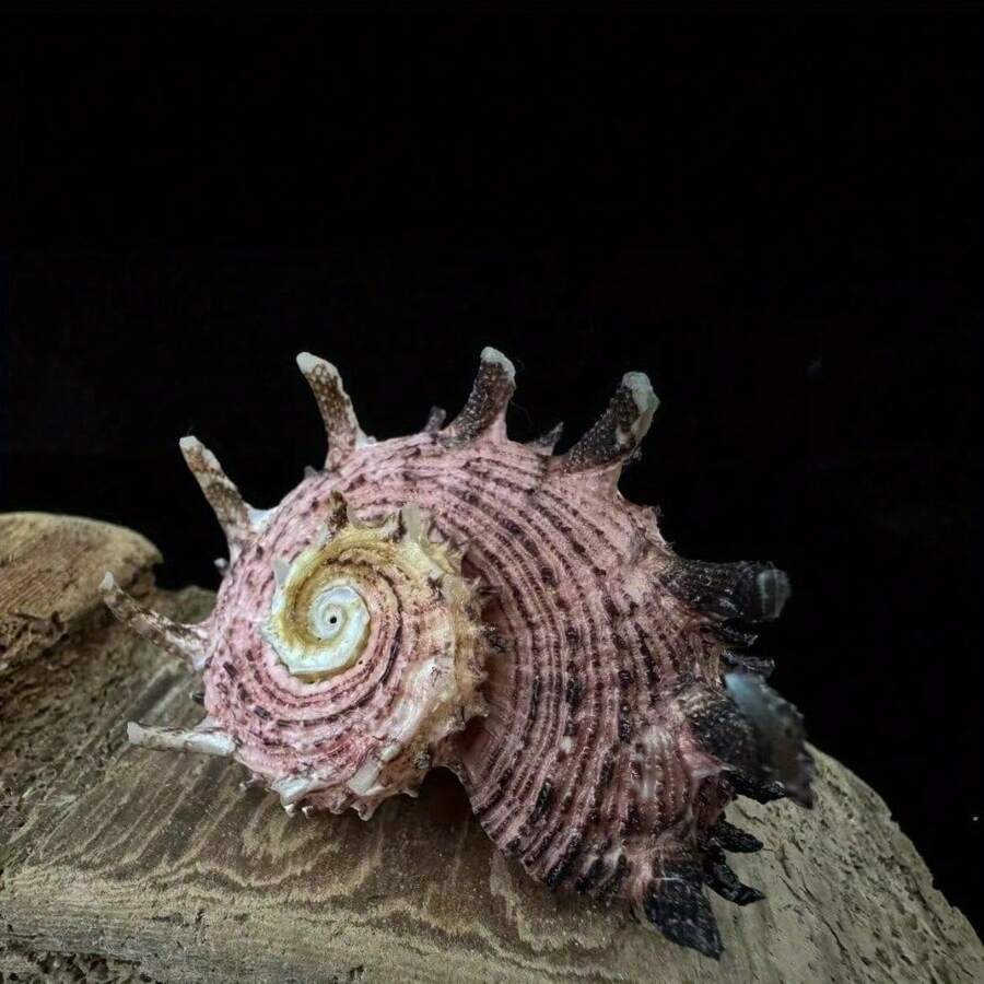 2 spiralne muszle morskie – seria Linnaeus Marine, dekoracja akwarium, dekoracja ścienna do pokoju, ręcznie robione ozdoby morskie, ozdoby z muszelek, dekoracje morskie, dekoracje na imprezę o tematyce oceanicznej, rekwizyty do zdjęć z oceanem