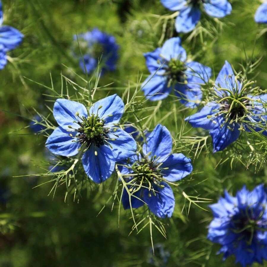 Nigella Sativa Seeds - Black Cumin - Black Cumin - Versatile And Interesting Plant - Use In Cooking - Grey - View 1