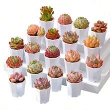 10pcs 7cm Octagonal White Flowerpot Plant Nursery Pot Table Succulent Plant Mini Planting Flowerpot Balcony Office Desktop Plant Decoration