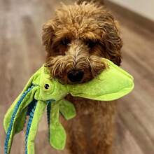 Billy The Squid Dog Toy - Green - Green - View 7