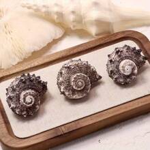 2 spiralne muszle morskie – seria Linnaeus Marine, dekoracja akwarium, dekoracja ścienna do pokoju, ręcznie robione ozdoby morskie, ozdoby z muszelek, dekoracje morskie, dekoracje na imprezę o tematyce oceanicznej, rekwizyty do zdjęć z oceanem