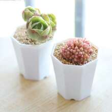 10pcs 7cm Octagonal White Flowerpot Plant Nursery Pot Table Succulent Plant Mini Planting Flowerpot Balcony Office Desktop Plant Decoration