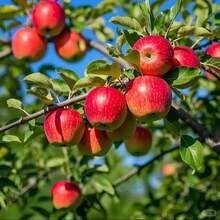 30 Pieces Apple Tree Fruit Seeds - Sweet, Crispy Apples - Easy To Grow, High Yield Trees - Perfect For Home Gardens, Orchards & Containers