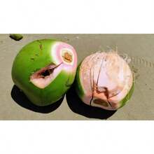 Dwarf Pink Coconut Seed (Cocos Nucifera) Wulung - 1pack - View 4