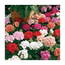 Semillas de flor de geranio color mixto paquete 20 piezas fácil germinación para jardín y plantación en casa tipo ornamental decorativo belleza botánica alta calidad especie resistente - 20 - Ver 3