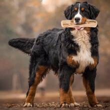 1 pezzo Puppy favorite, giocattolo da masticare in legno di caffè durevole - bastone interattivo per la dentizione per tutte le razze, supporto per la salute dentale e l'addestramento, giocattoli per cani rodiatori aggressivi