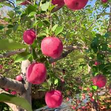30 Pieces Apple Tree Fruit Seeds - Sweet, Crispy Apples - Easy To Grow, High Yield Trees - Perfect For Home Gardens, Orchards & Containers
