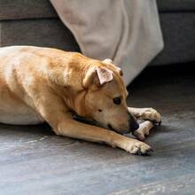 Dogwood Wood Durable Dog Chew Toys, Real Wood & Calming Hemp, 2-Pack, MediumHalloween Christmas New Year - 山茱萸與舒緩(2 件裝) - 查看 8