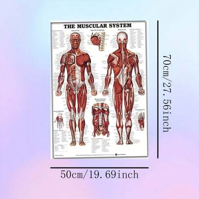 1pc Unframed Anatomy Poster - The Muscular System, Detailed Human Muscle Diagram, Educational Wall Art For Medical Study, Durable Fabric, Medical School Decor, Perfect For Room Decor