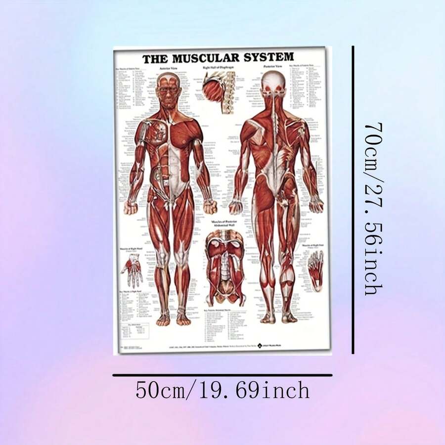 1 szt. Nieoprawiony plakat anatomiczny - układ mięśniowy, szczegółowy schemat mięśni człowieka, edukacyjna sztuka ścienna do nauki medycyny, trwała tkanina, wystrój szkoły medycznej, idealny do wystroju pokoju