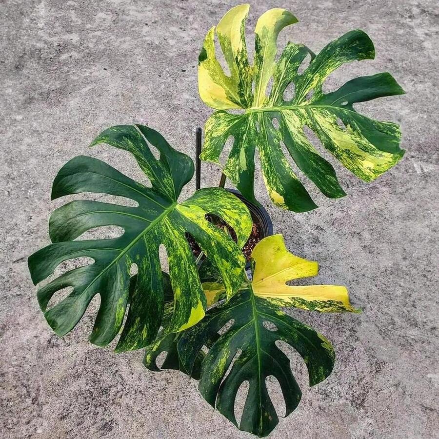Blooms1733 Monstera Adasonii Variegadet 2 Seeds Seeds - Grey - View 1