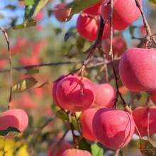 30 Pieces Apple Tree Fruit Seeds - Sweet, Crispy Apples - Easy To Grow, High Yield Trees - Perfect For Home Gardens, Orchards & Containers