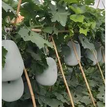 Pack Of 30 Winter Melon Seeds, AAsh Wax Gourd White Skin Chinese Dong Gua Tallow Pumpkin Fuzzy Hair Asian Vegetable Seeds For Planting - 30 - View 4