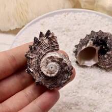 2 spiralne muszle morskie – seria Linnaeus Marine, dekoracja akwarium, dekoracja ścienna do pokoju, ręcznie robione ozdoby morskie, ozdoby z muszelek, dekoracje morskie, dekoracje na imprezę o tematyce oceanicznej, rekwizyty do zdjęć z oceanem