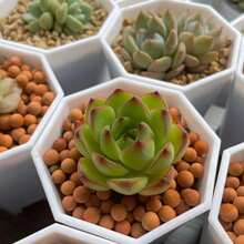 10pcs 7cm Octagonal White Flowerpot Plant Nursery Pot Table Succulent Plant Mini Planting Flowerpot Balcony Office Desktop Plant Decoration