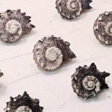 2 spiralne muszle morskie – seria Linnaeus Marine, dekoracja akwarium, dekoracja ścienna do pokoju, ręcznie robione ozdoby morskie, ozdoby z muszelek, dekoracje morskie, dekoracje na imprezę o tematyce oceanicznej, rekwizyty do zdjęć z oceanem