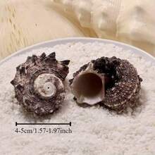 2 spiralne muszle morskie – seria Linnaeus Marine, dekoracja akwarium, dekoracja ścienna do pokoju, ręcznie robione ozdoby morskie, ozdoby z muszelek, dekoracje morskie, dekoracje na imprezę o tematyce oceanicznej, rekwizyty do zdjęć z oceanem