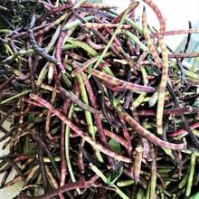 200+ Pinkeye Purple Hull Cowpea Seeds For Planting - Delicious Peas - Non-GMO Heirloom Seeds - 200 - View 2